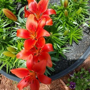 Meet your Posher, Char