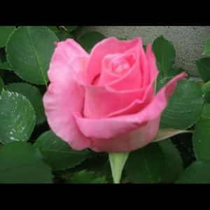 Meet your Posher, Ellen