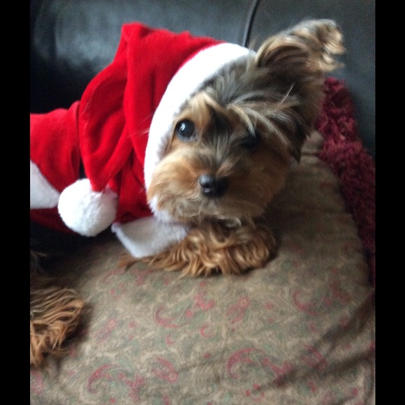 Posh Partner - Picture 4 of 4