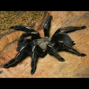 Meet your Posher, Pamela