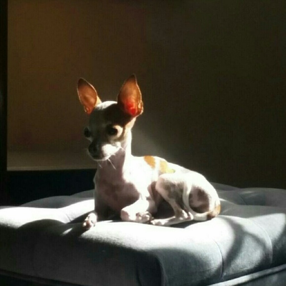 Meet your Posher, Nicky - Picture 1 of 1