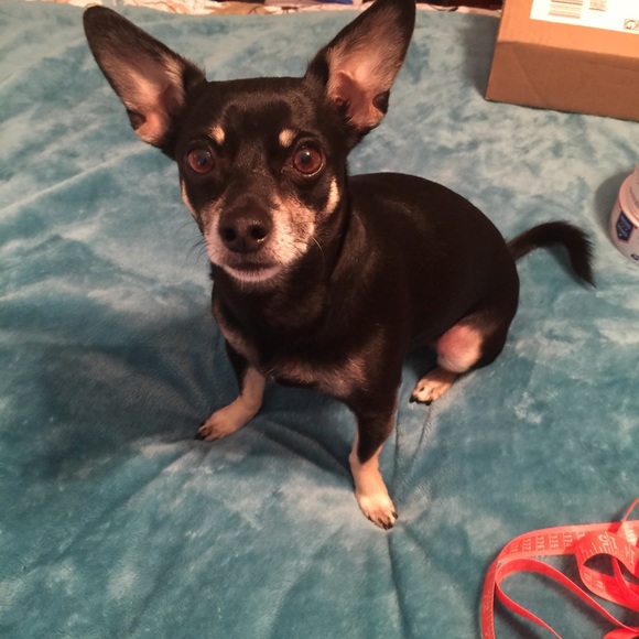 This is mine and Rachelโs fur babies. So much love - Picture 5 of 6