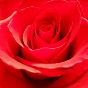 Meet your Posher, Marisol