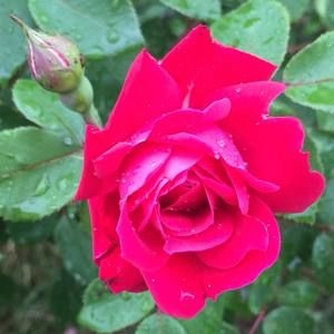 Meet your Posher, Randy