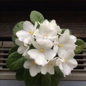 Meet your Posher, Alisabeth