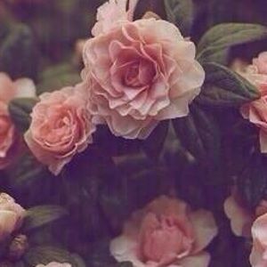 Meet your Posher, Tiara