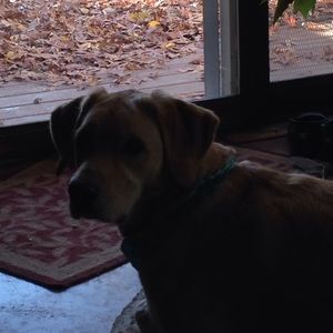 Meet your Posher, Penny