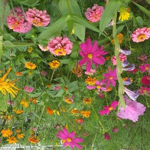 Meet your Posher, Deborah