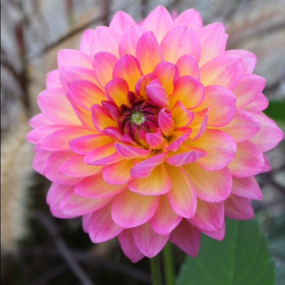 Meet your Posher, Whitney