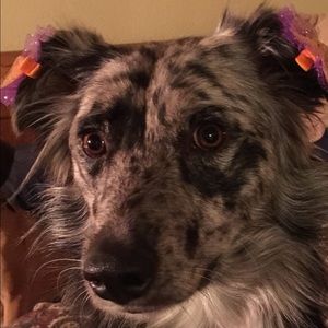 Meet your Posher, Shar