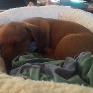 Meet your Posher, Donna