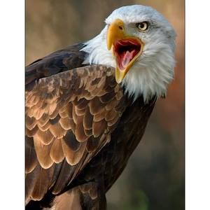 Meet your Posher, Ernesto