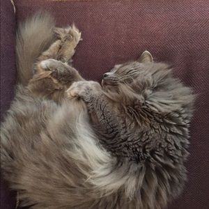 Meet your Posher, Lisa