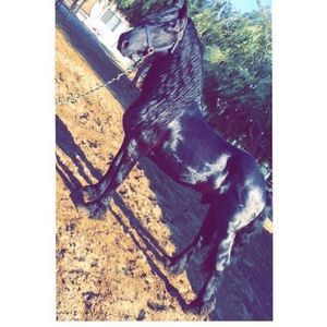 Meet your Posher, Jayslet