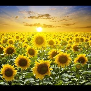 Meet your Posher, Robin