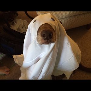 Meet your Posher, Trisha