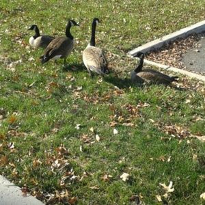 Meet your Posher, Charlene