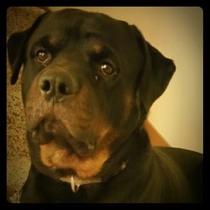 Meet your Posher, Jessica