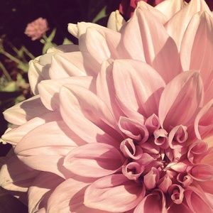 Meet your Posher, Bailey