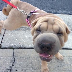 Meet your Posher, Kylie