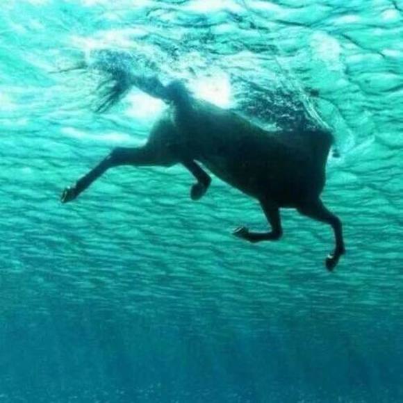 Meet your Posher, Zanna