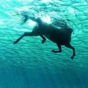 Meet your Posher, Zanna