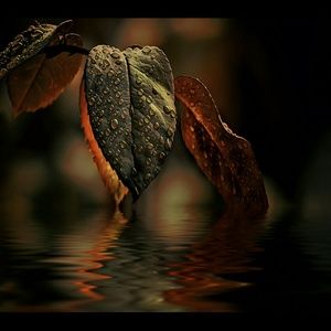 Meet your Posher, Billie