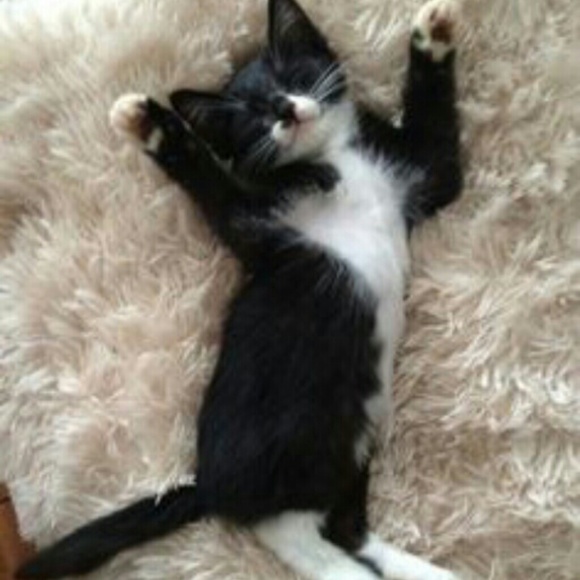 Meet your Posher, Itzy - Picture 1 of 1