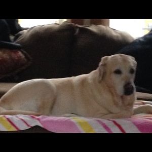 Meet your Posher, Pam