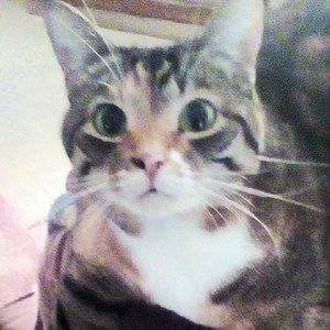 Meet your Posher, Goldie