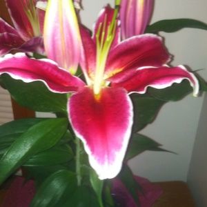 Meet your Posher, Sam