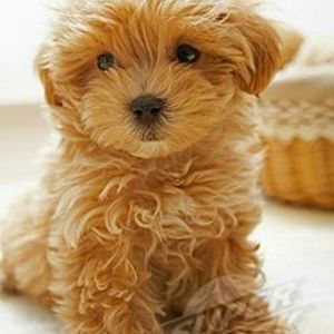 Meet your Posher, Tonisha