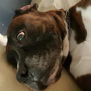 Meet your Posher, Miranda