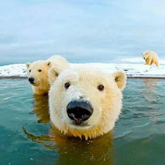 Meet your Posher, Linda - Picture 1 of 1