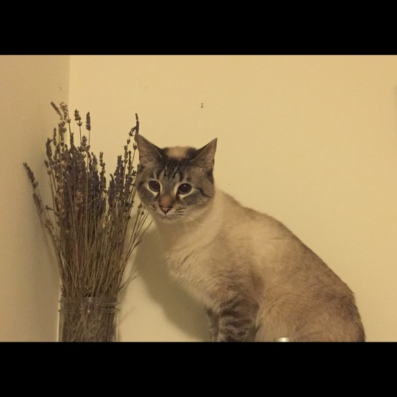 meet your posher! - Picture 2 of 3