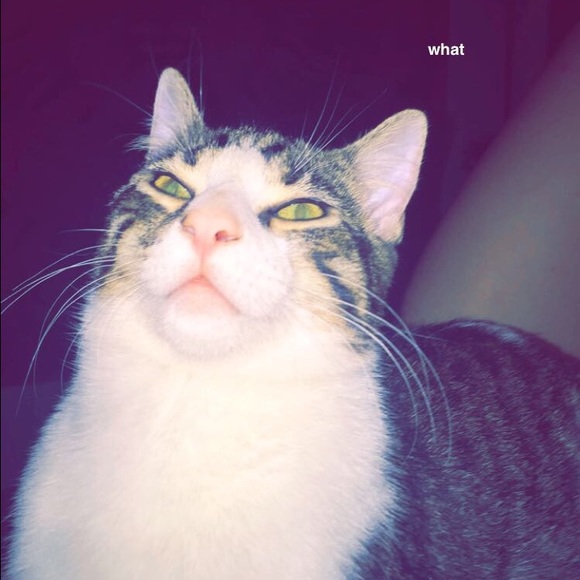 Meet your Posher, Ryleigh - Picture 1 of 1