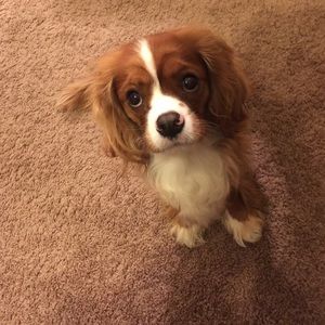 Meet your Posher, Carin