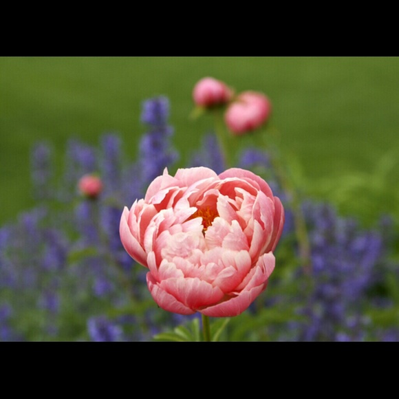 Meet your Posher, Mary