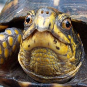 Meet your Posher, Shelly