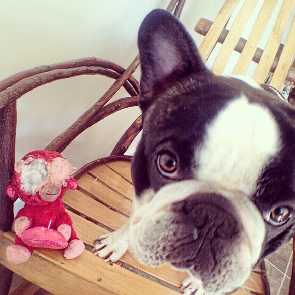 ❤️Meet The Posher❤️ (& her dog)..ok mostly her dog - Picture 2 of 4