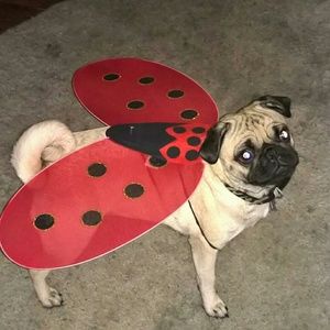 Meet your Posher, Ayde