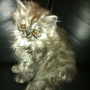 Meet your Posher, Amina