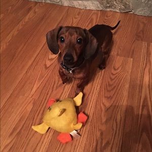 Meet your Posher, Tisha