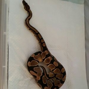 Meet your Posher, Barbara