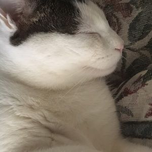 Meet your Posher, Siiri