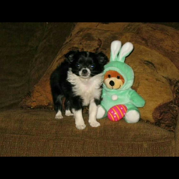 Meet your Posher, Rach - Picture 2 of 4