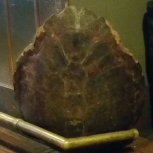 Meet your Posher, Genieve