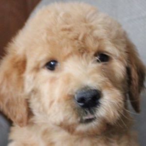 Meet your Posher, Bridget