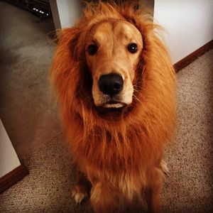 Meet your Posher, Bridget