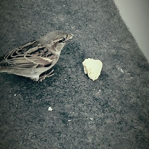 Meet your Posher, Amelia